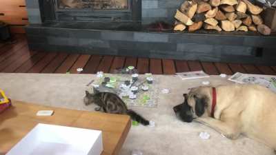 My dog wants it clear: this was NOT her fault.