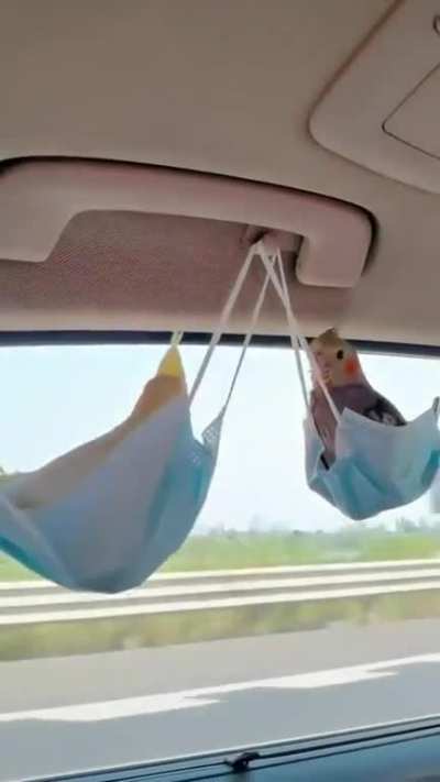 Finding the most comfortable seat in the car..