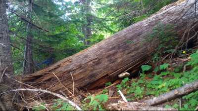 ? Bears, bobcats, coyote and more!