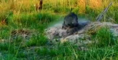 Boar sliding smoothly into its hole to escape a pack of wild dogs