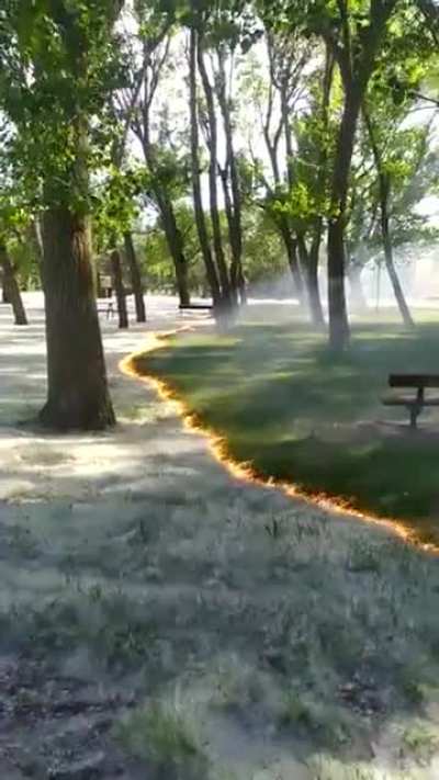 ? Fire Sweeping Through The Ground Turning Poplar Fluff Into Green Grass