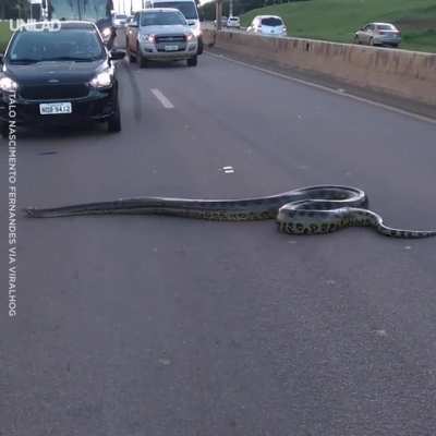? Massive Anaconda crossing the highway in Brazil.