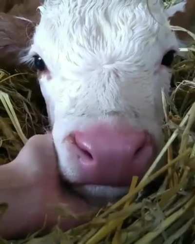 My innocent baby?