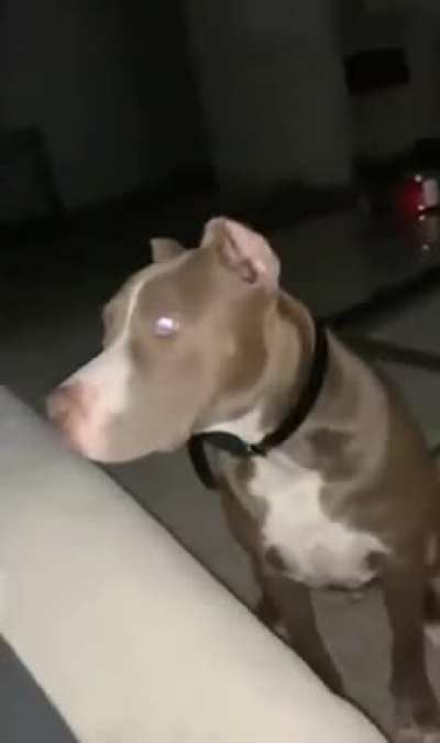 Don’t scare your dogs people