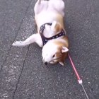 Shiba didn't want to walk anymore