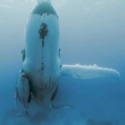 ? Mother whale swimming with her calf