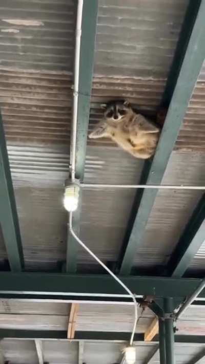 The James Bond of Raccoons