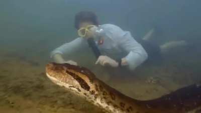 ? Newly discovered species northern green anaconda is worlds biggest snake (one found 26feet 440 pounds)