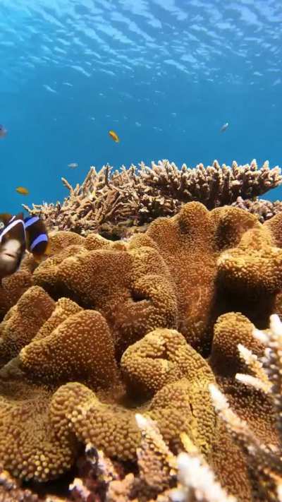 ? Anemonefish (Amphiprion akindynos) living in a Haddon's carpet Anemone?