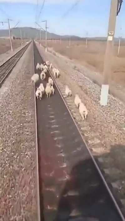 Almost ended up on a dinner plate