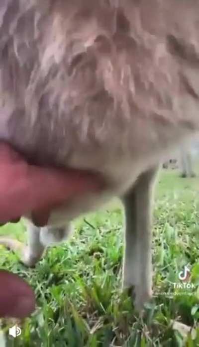 Kangaroo sack