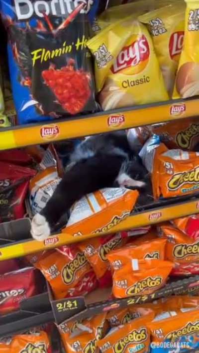 I hope to someday be reincarnated as a bodega cat ?