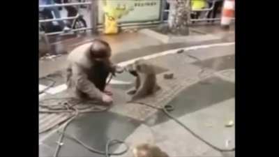 Don't mess with monkeys