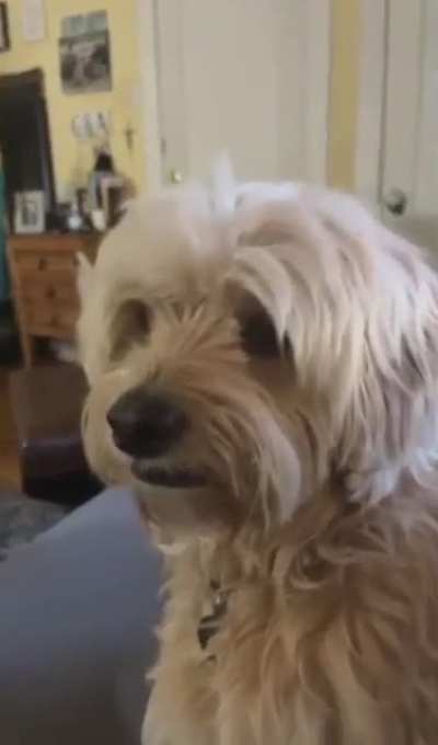 While Visiting An Apartment That Doesn't Allow Barking This Doggo Learns To "Whisper Woof"