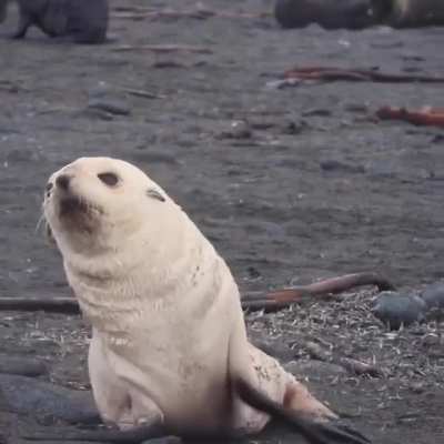 ? Wiggly fur seal