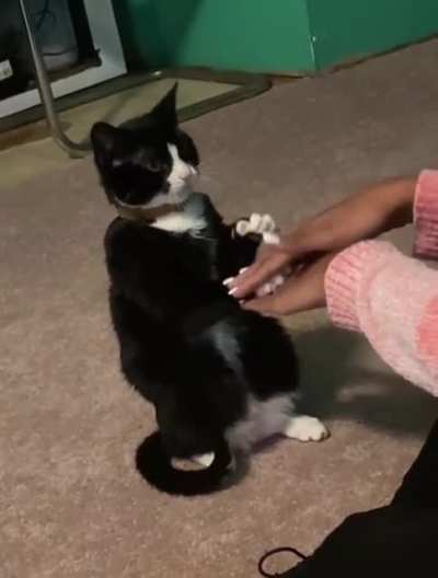 Kitty loves to play paw-on-top game
