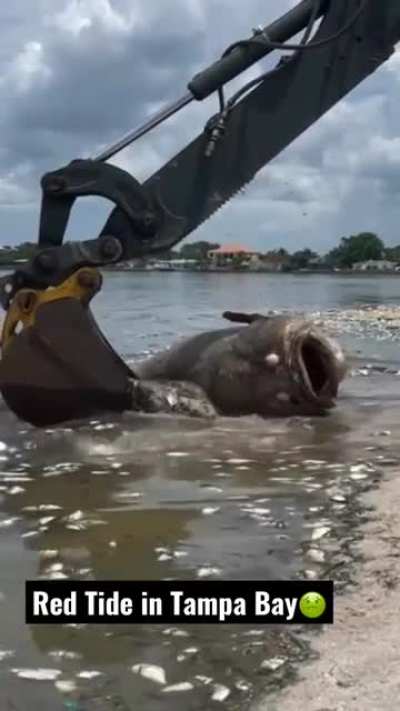 Currently there is more than 600 tons of dead marine life in Florida