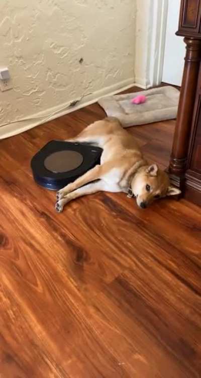 She wasn’t going to let roomba disturb her nap ?♥️