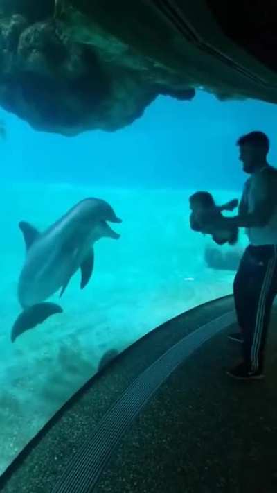 Toddler makes a dolphin laugh?