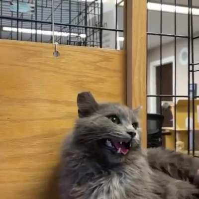 Angry cat...