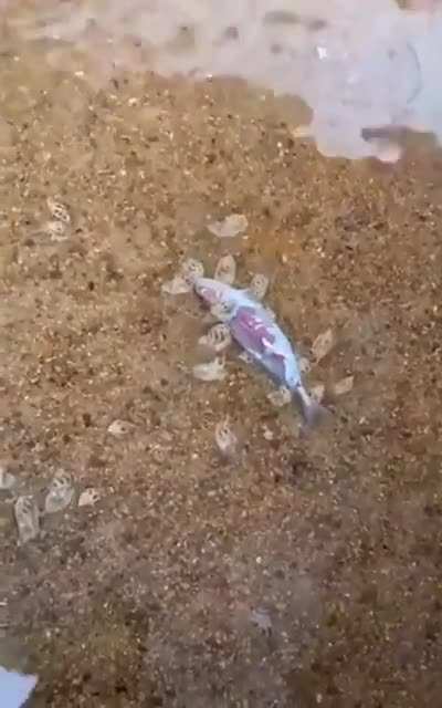 ? Australian fresh water snails