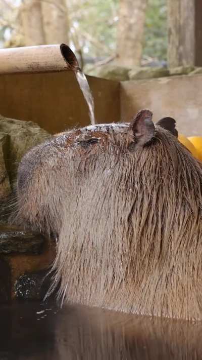 ?The Capybara (Hydrochoerus Hydrochaeris)