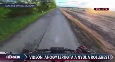 Rabbit takes out scooter rider in Hungary