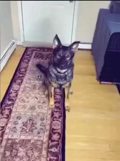 The dog is cake