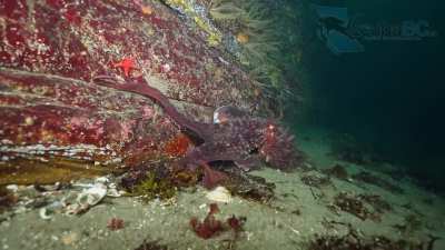 ? Come with me on a dive to find a giant Pacific octopus… I end up finding three! [OC]