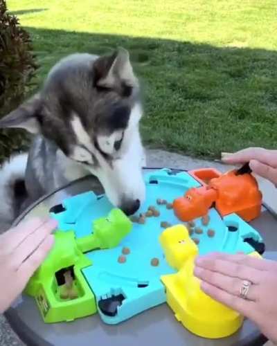 Hungry hungry doggo