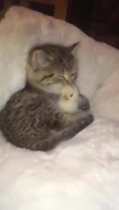 Kitten taking care of this chicken ?
