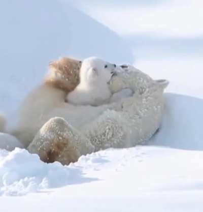 ? Mother polar bear and her cub