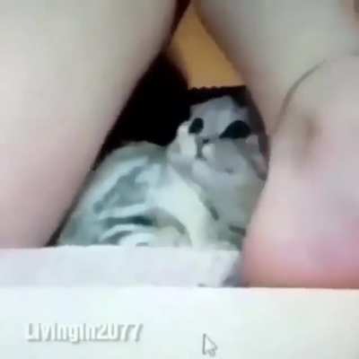 Traumatized pussy