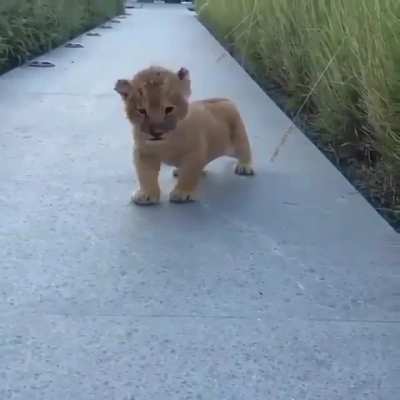 enjoy this baby lion that roared for the first time ?