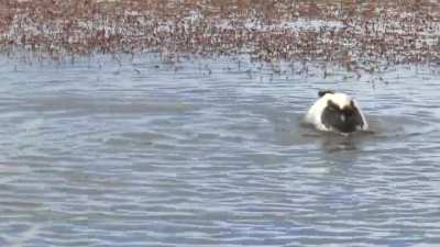 ? Hooded Grebe Courtship Dance