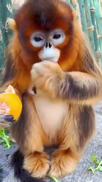 A snub-nosed monkey snacks on an orange ?