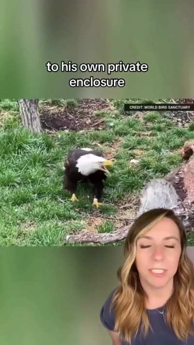 Bald eagle who can't fly become father twice