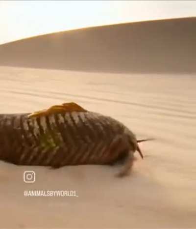 ? Armored catfish crosses a desert