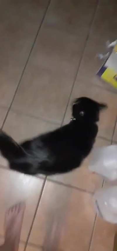 Kitty sings for his food