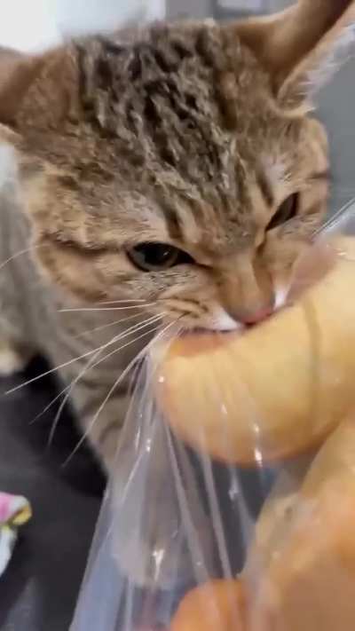 cute cat