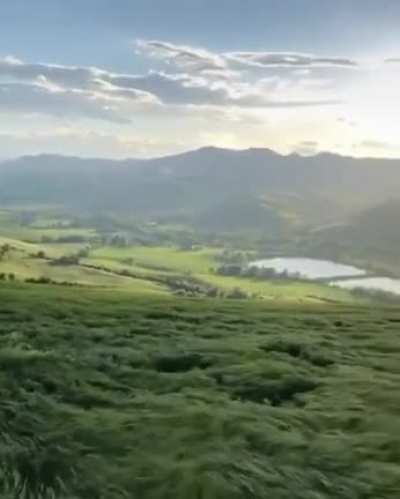 Grass waves