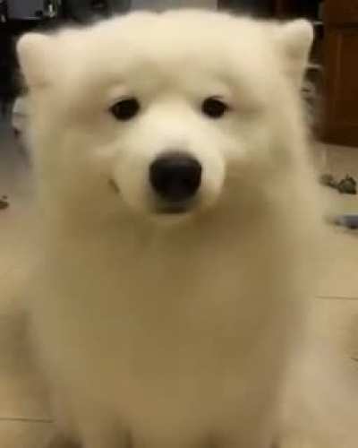 Cute ear dance ?