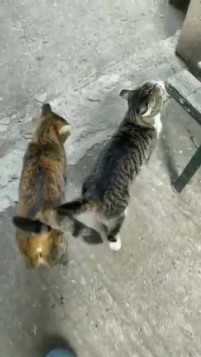 Happy tails