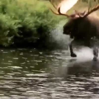 ? Massive Bull Moose Trotting Along A River Bank