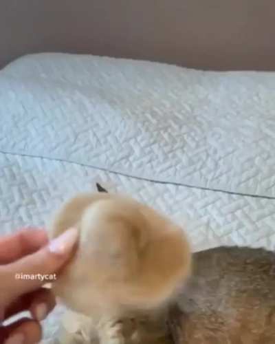 This petting gloves
