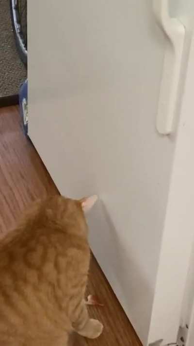 Analyzing the cat butts...