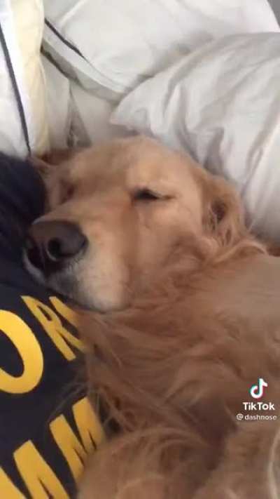 Quarantine through the eyes of a dog