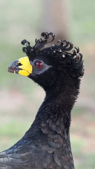 ? Bare-faced Curassow