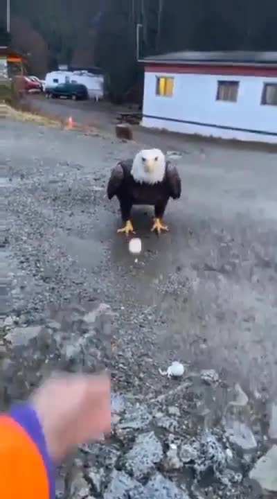 ?Close Encounter With A Bald Eagle