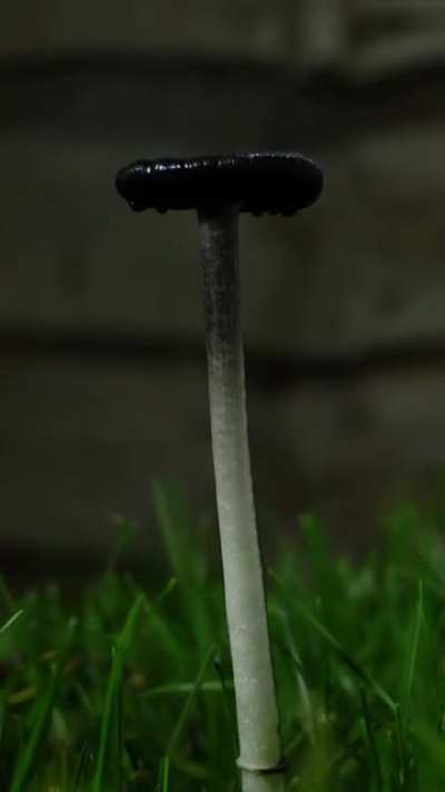 ? Mushroom decomposes in a spectacular fashion.
